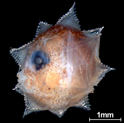a tiny ball with a spiky outer layer, pouty mouth and big cute eye a tiny ball with a spiky outer layer, pouty mouth and big cute eye